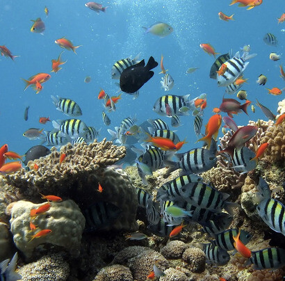 Meerwasseraquarium – ein faszinierendes Hobby  